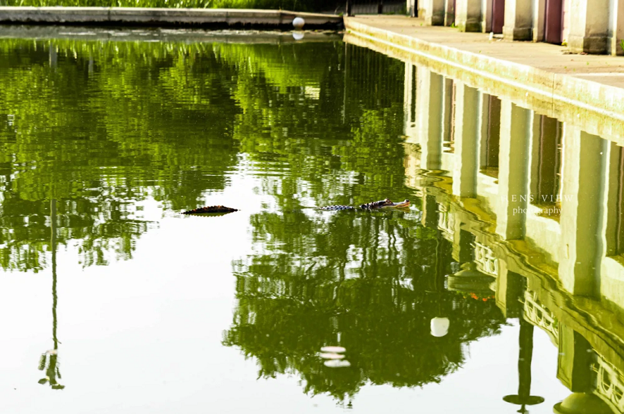 Photographer Rencie Horst-Ruiz took this picture of the alligator at 6:30 a.m. on July 9th. (Ren's View Photography)