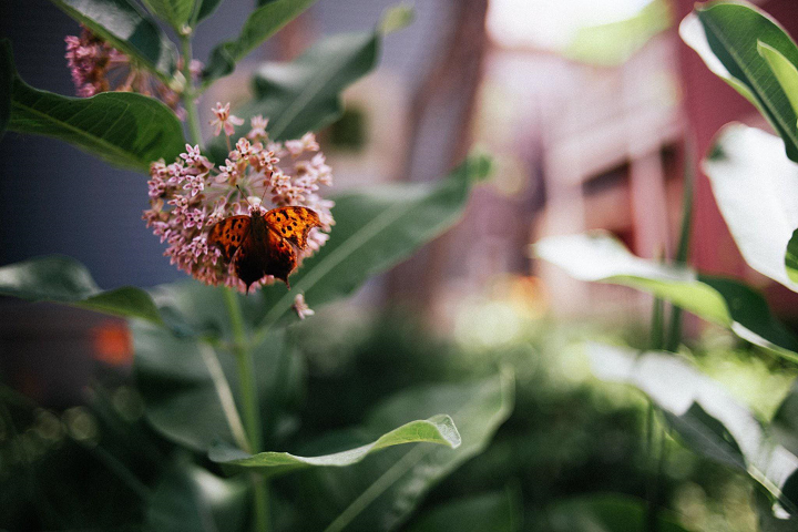 A question mark butterfly. (Emily Wayland)