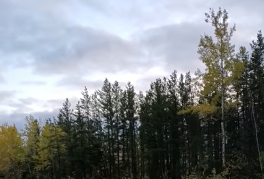 Hunter Records Eerie Howl in Northern Ontario, Canada