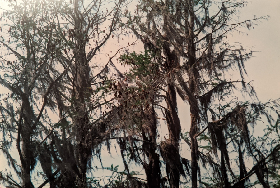 Woman Reports Spacetime Distortion in Okefenokee Swamp