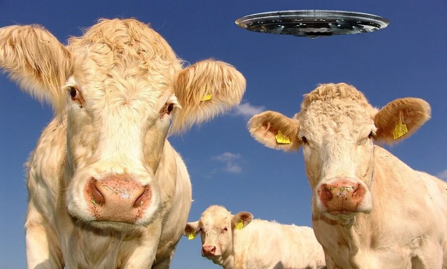 Cattle Mutilations Return in Oregon