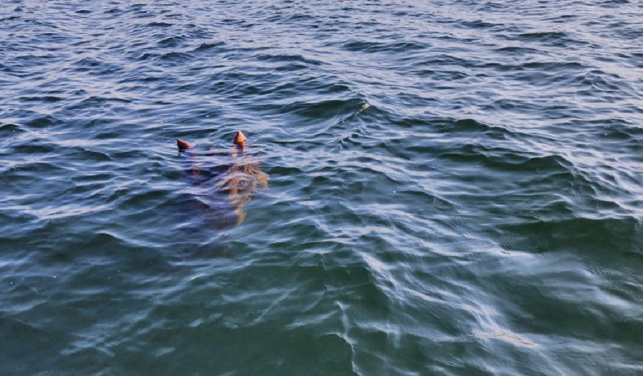 Most Recent Photograph of "Ogopogo" Is Making Waves in Cryptid Community