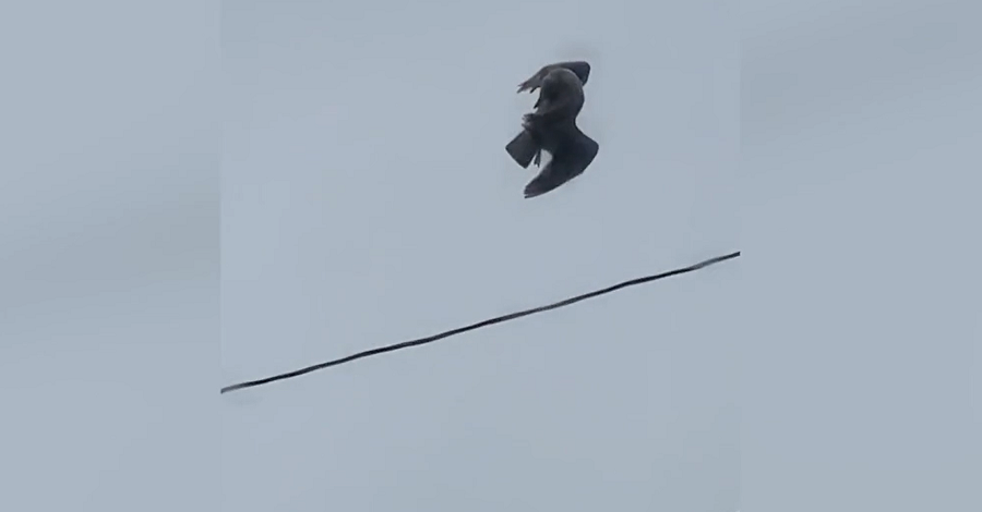 Video Surfaces of Deceased Bird Seemingly Suspended in Midair in British Columbia