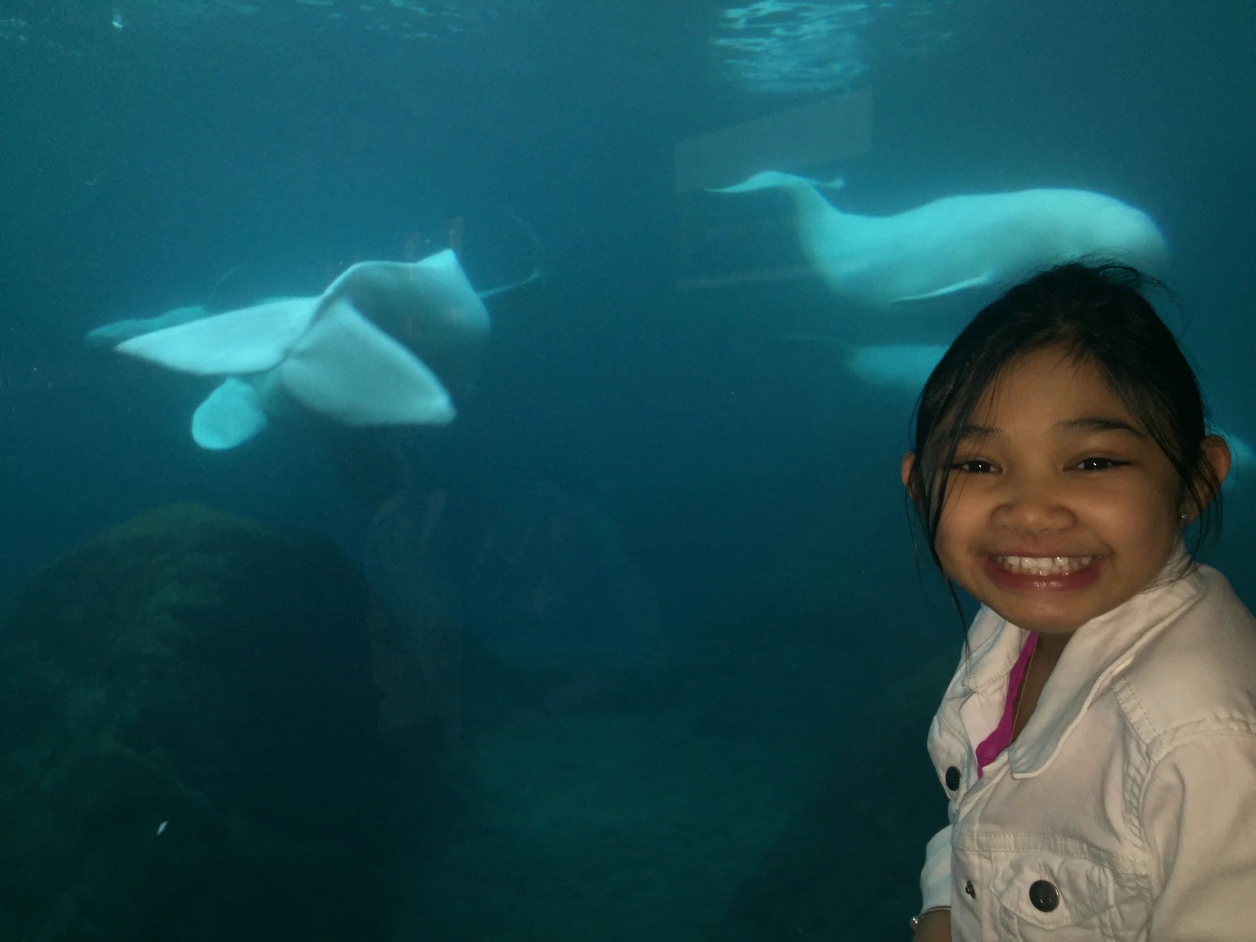 Beluga Whales!!!