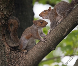 Photo: Rick Dove