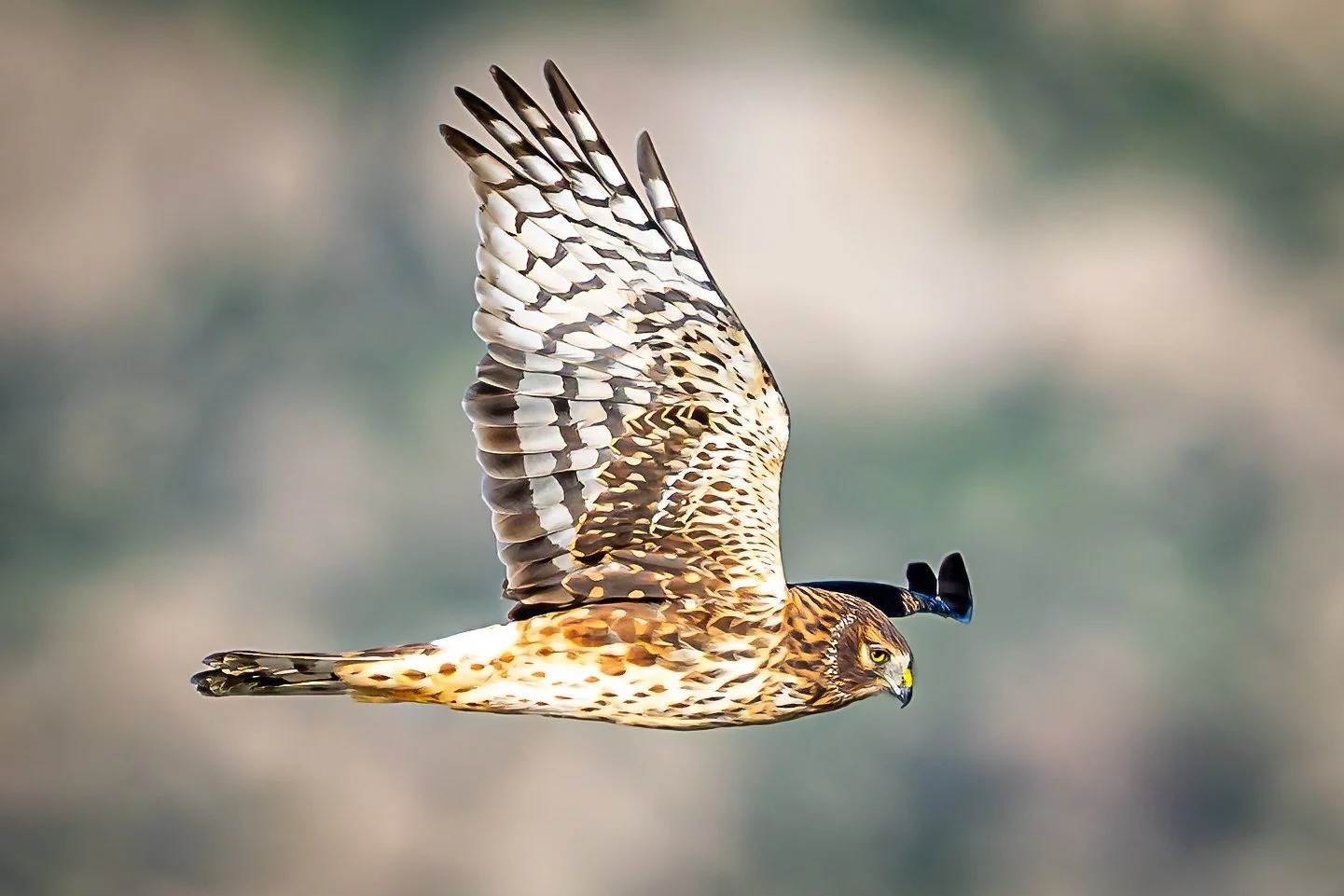 DSC_7785-topaz-sharpen.jpg