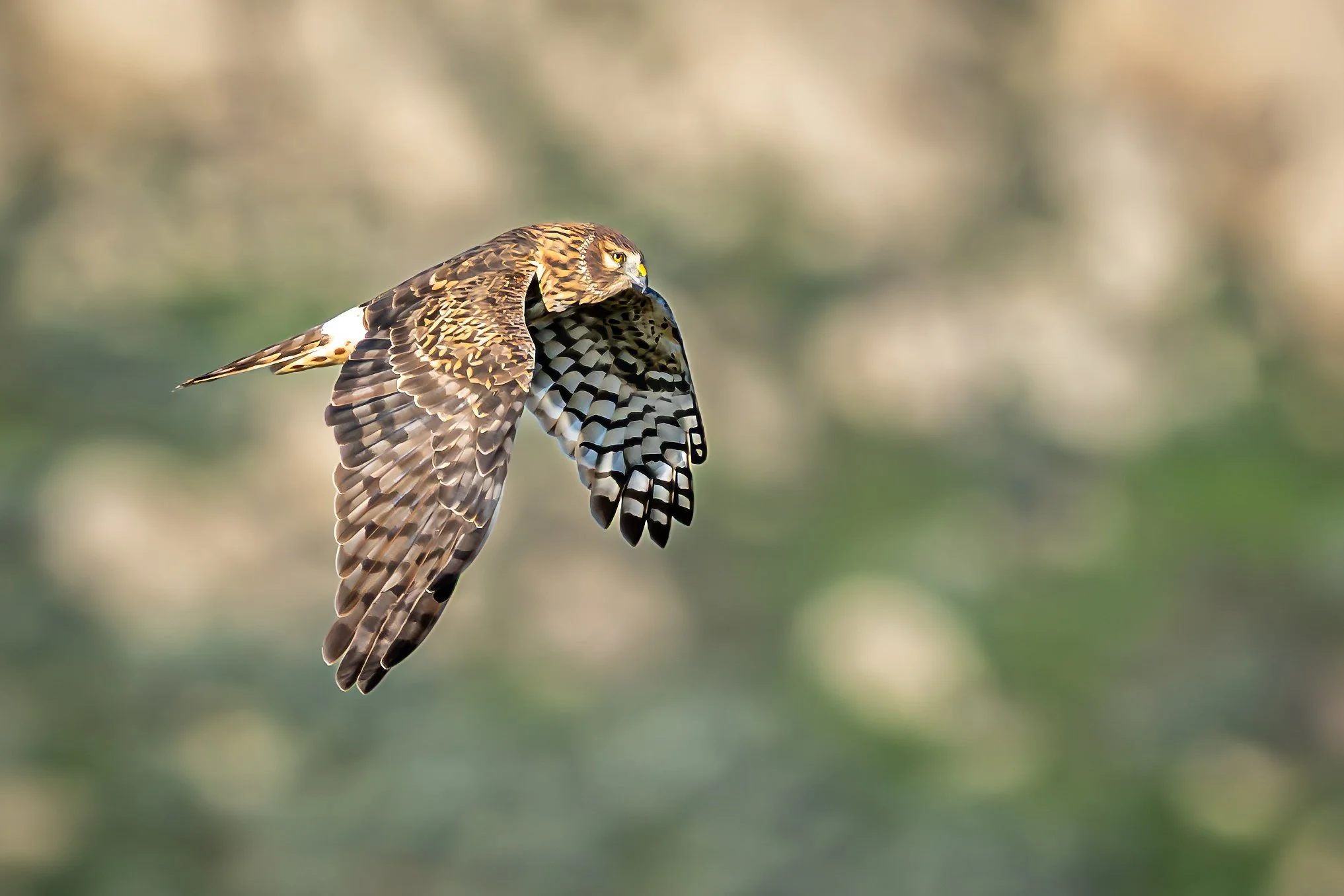 DSC_7762-topaz-sharpen.jpg