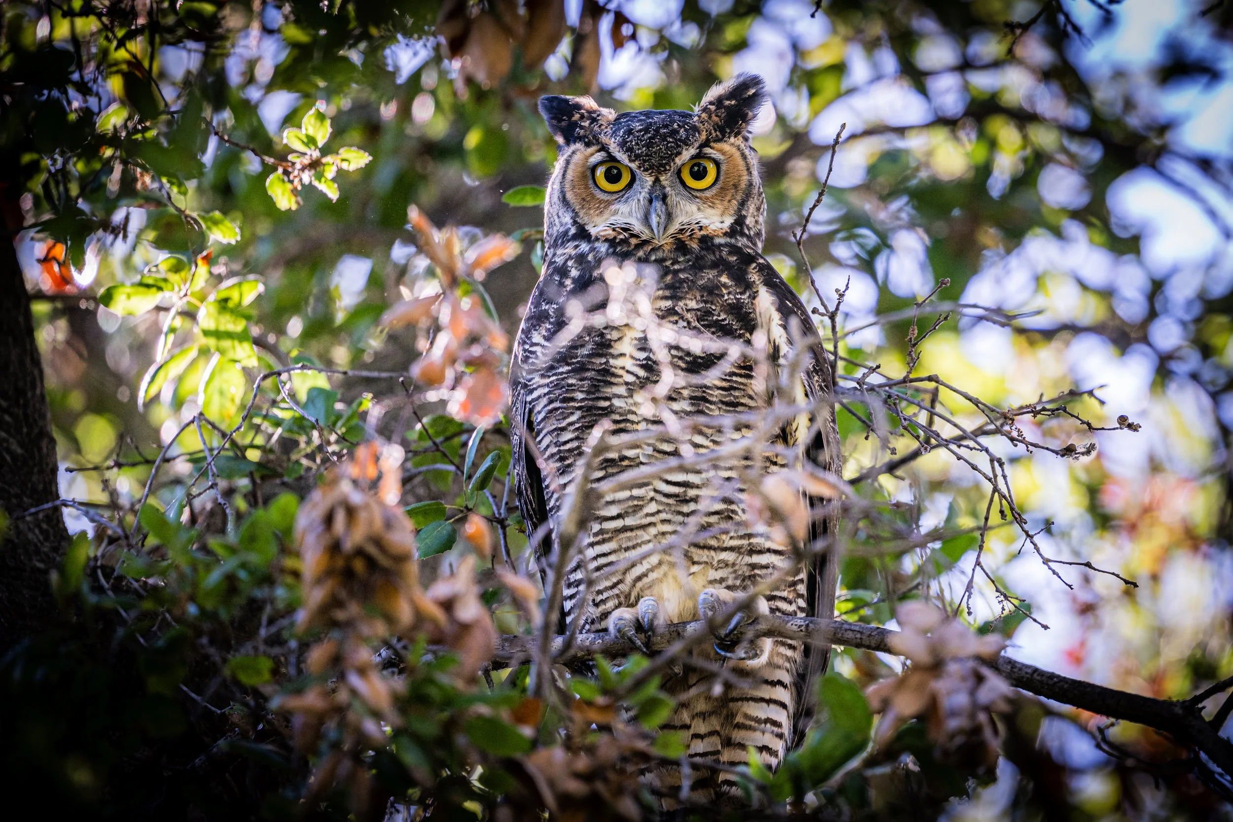 DSC_6008.jpg
