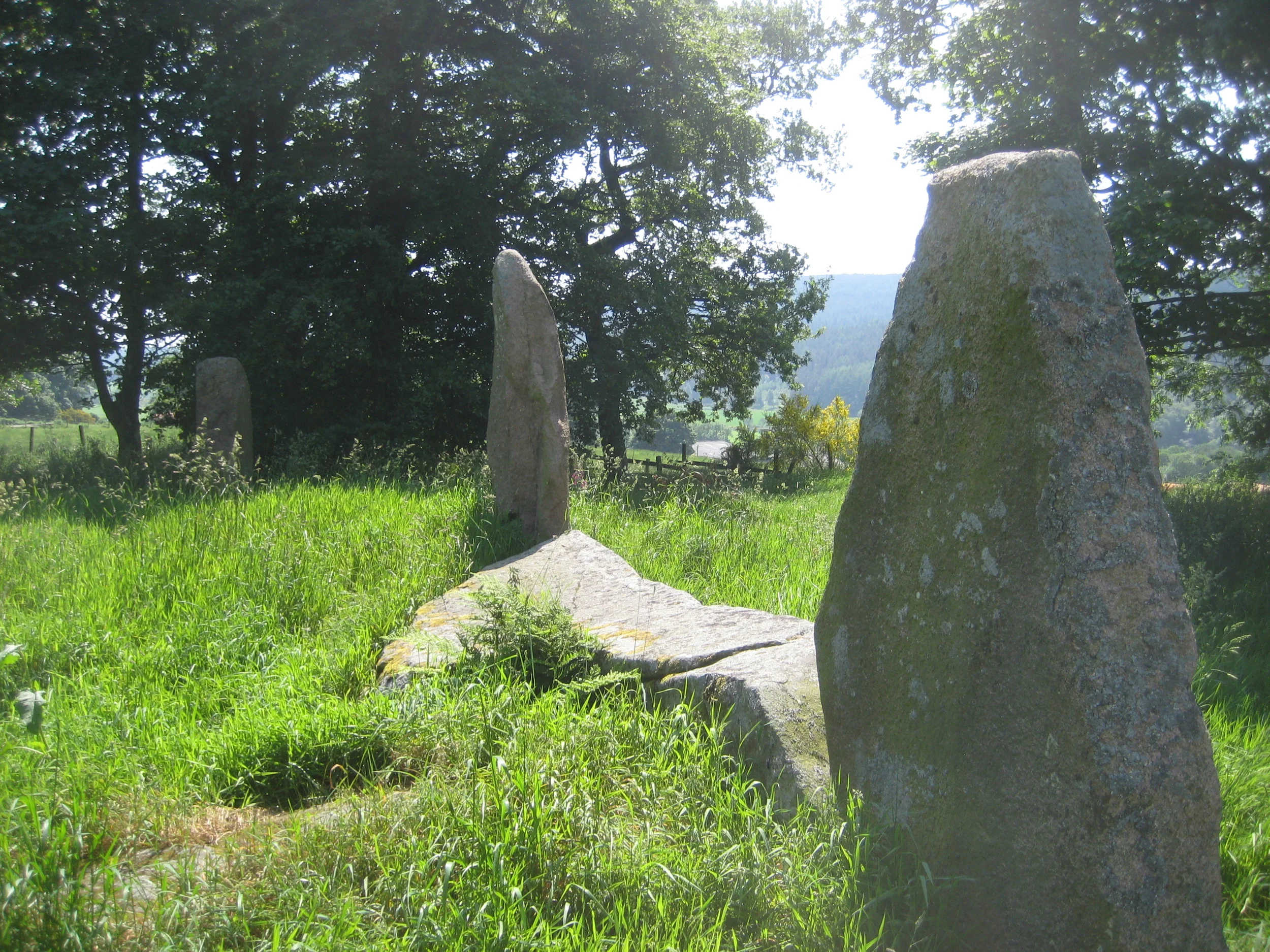 Sunhoney flankers recumbenta.JPG