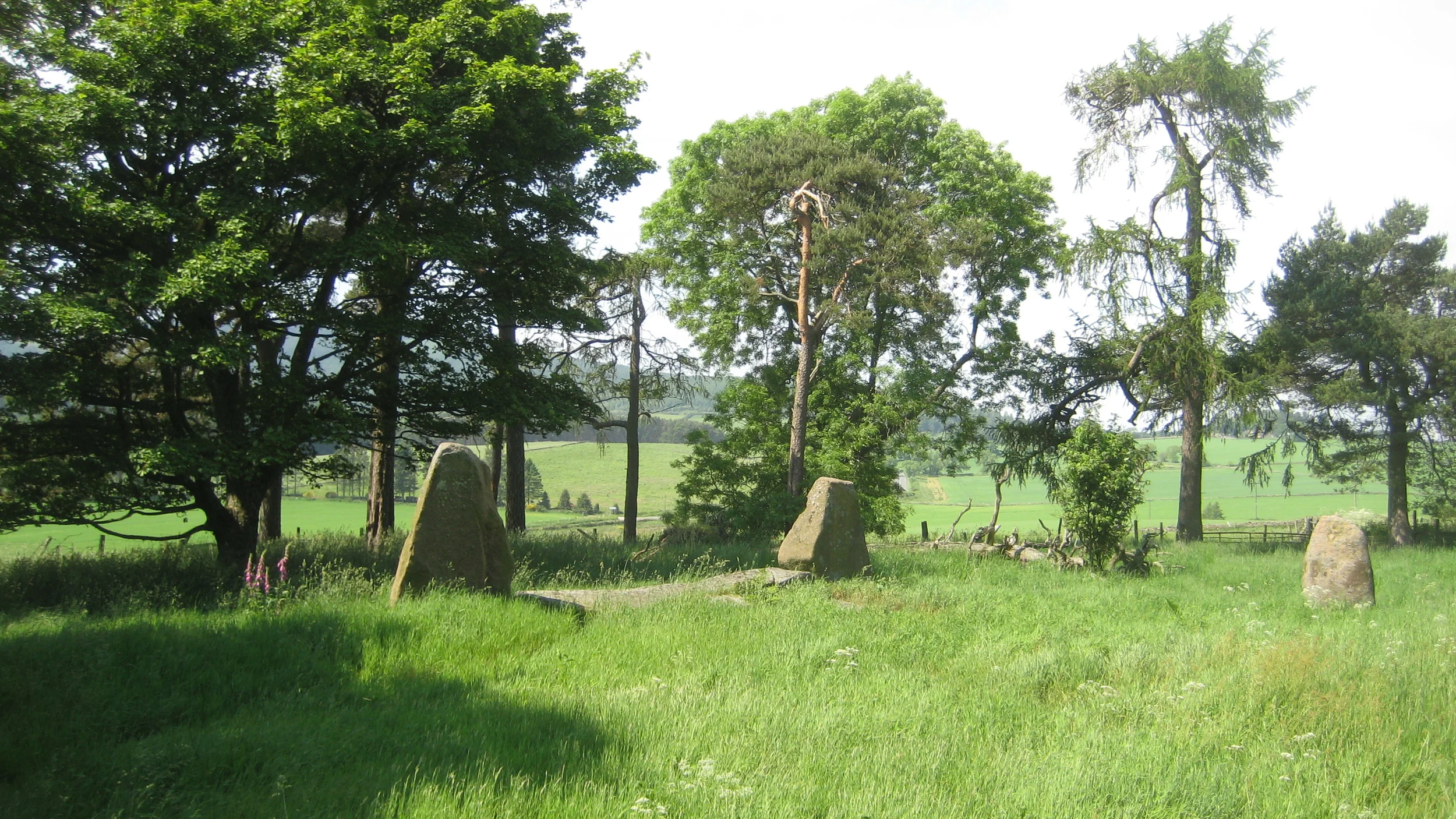 Sunhoney recumbent treesa.JPG