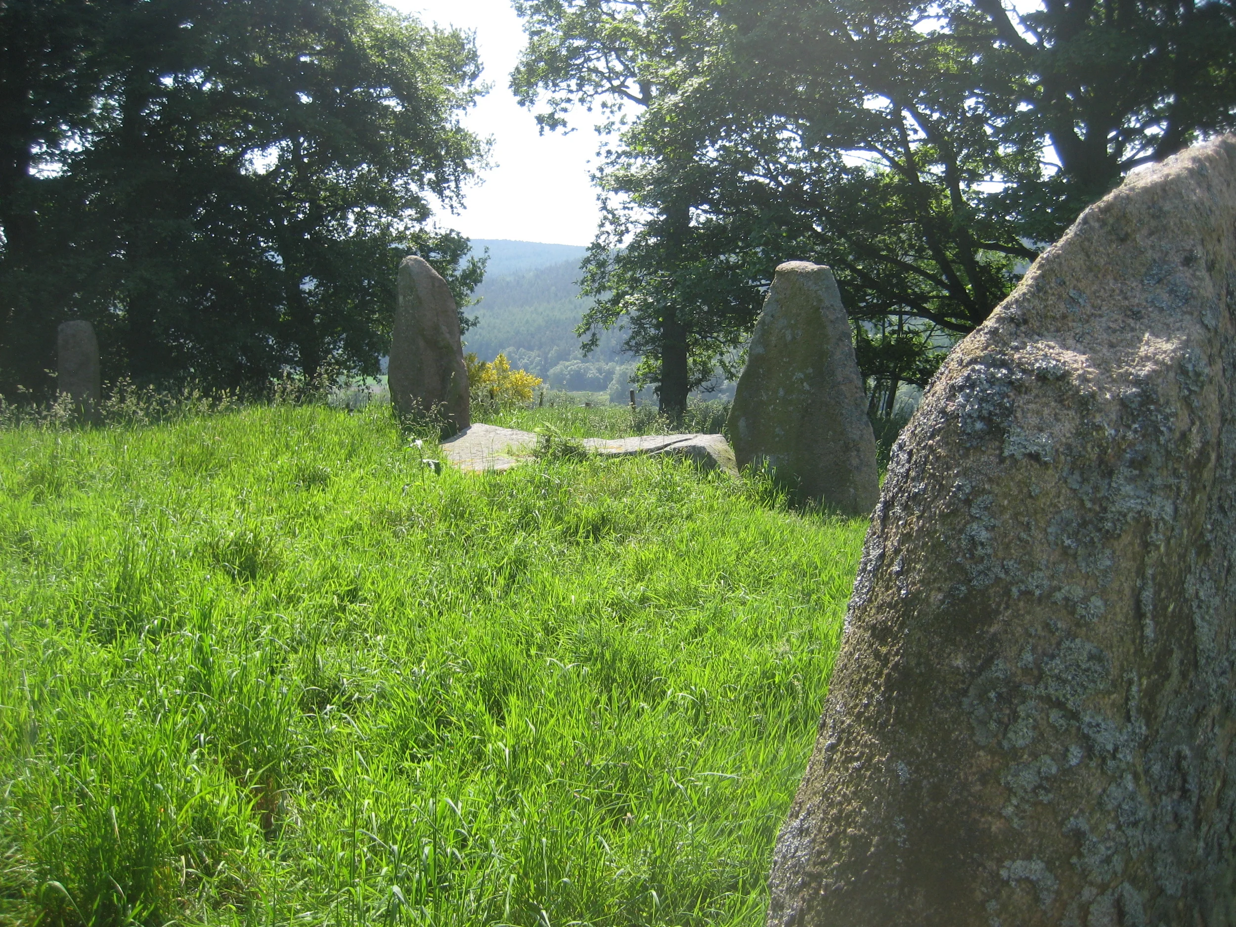 Sunhoney recumbenta.JPG