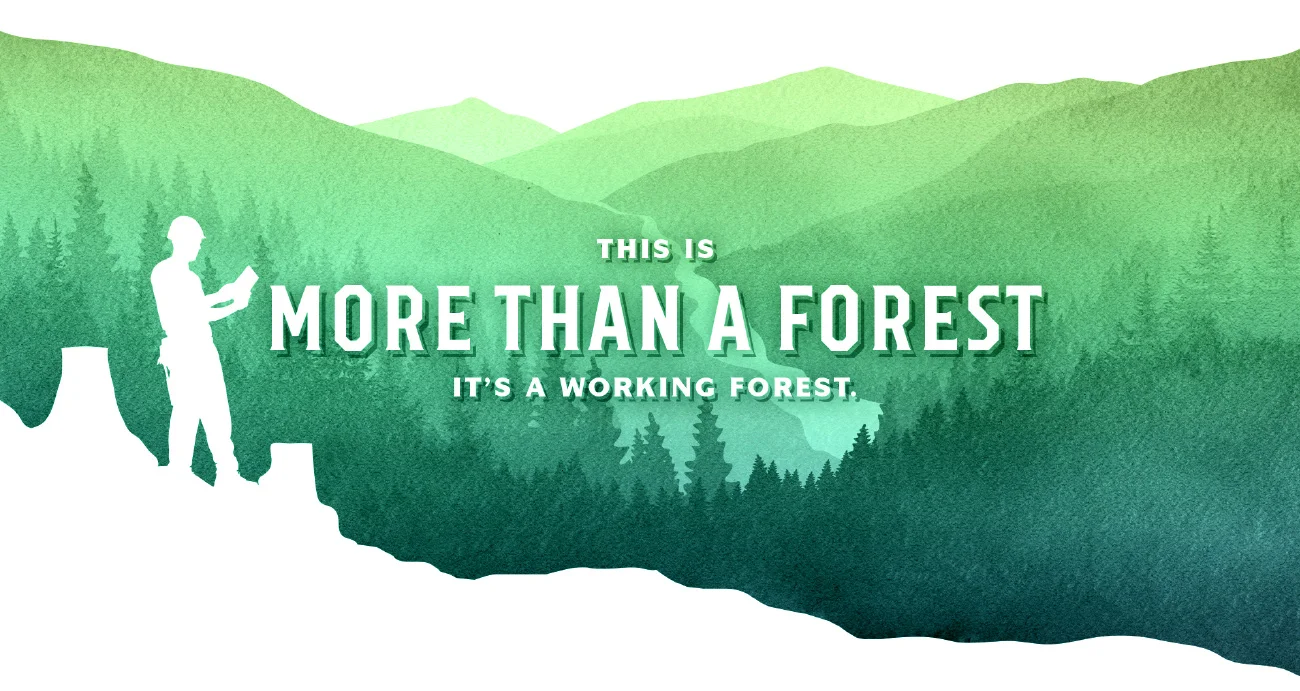 Working-forest.jpg