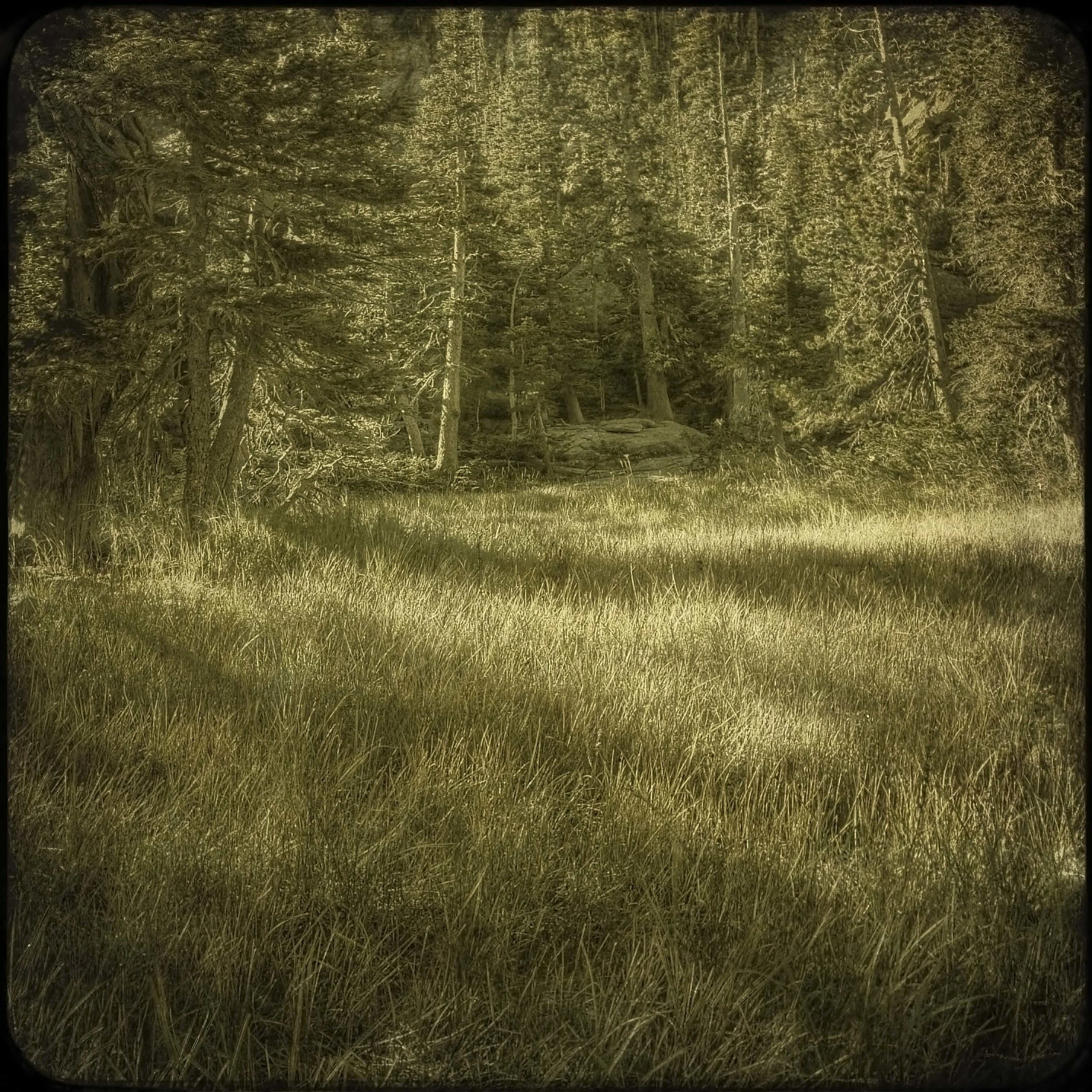 grass and shadow_1.JPG