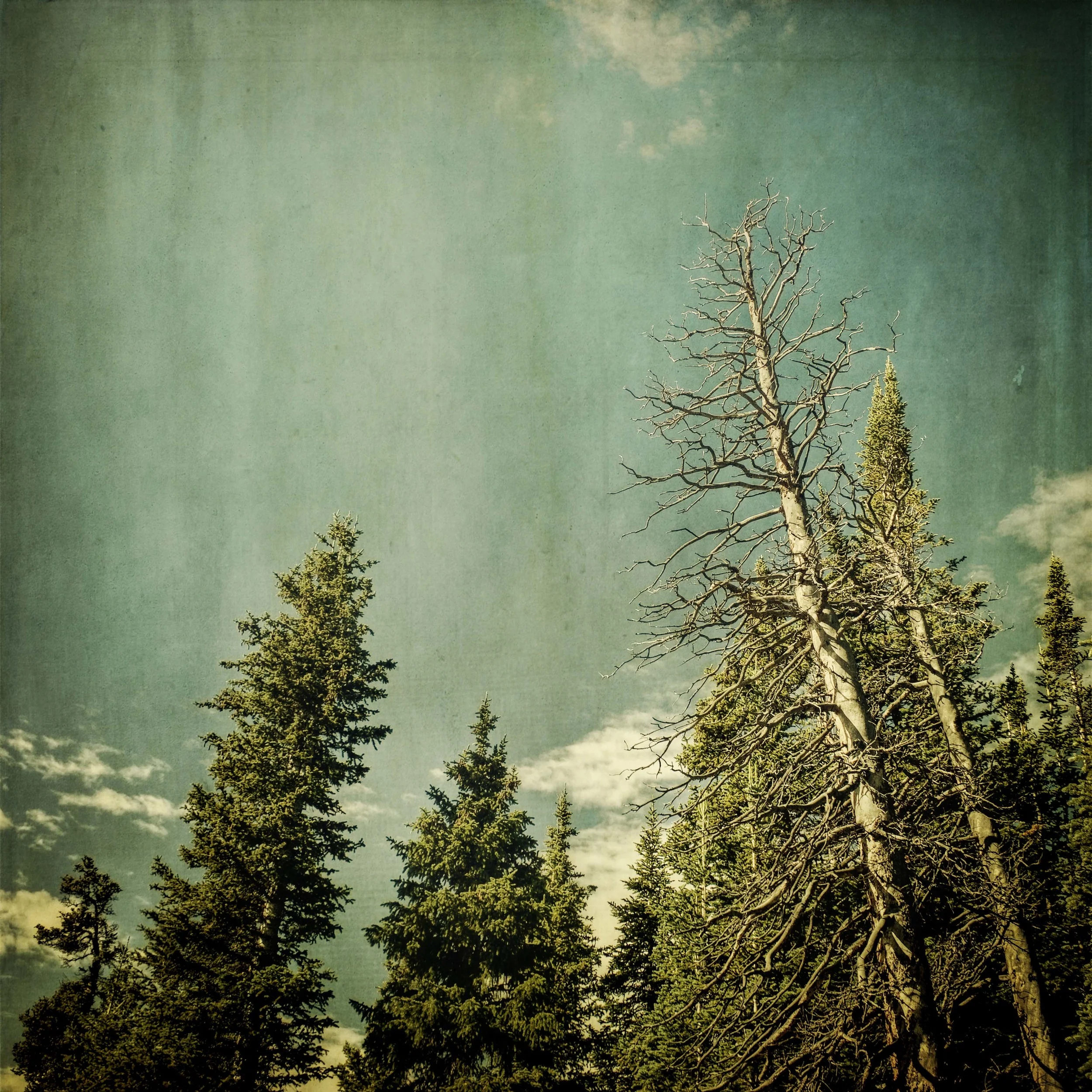 upward looking_1.JPG