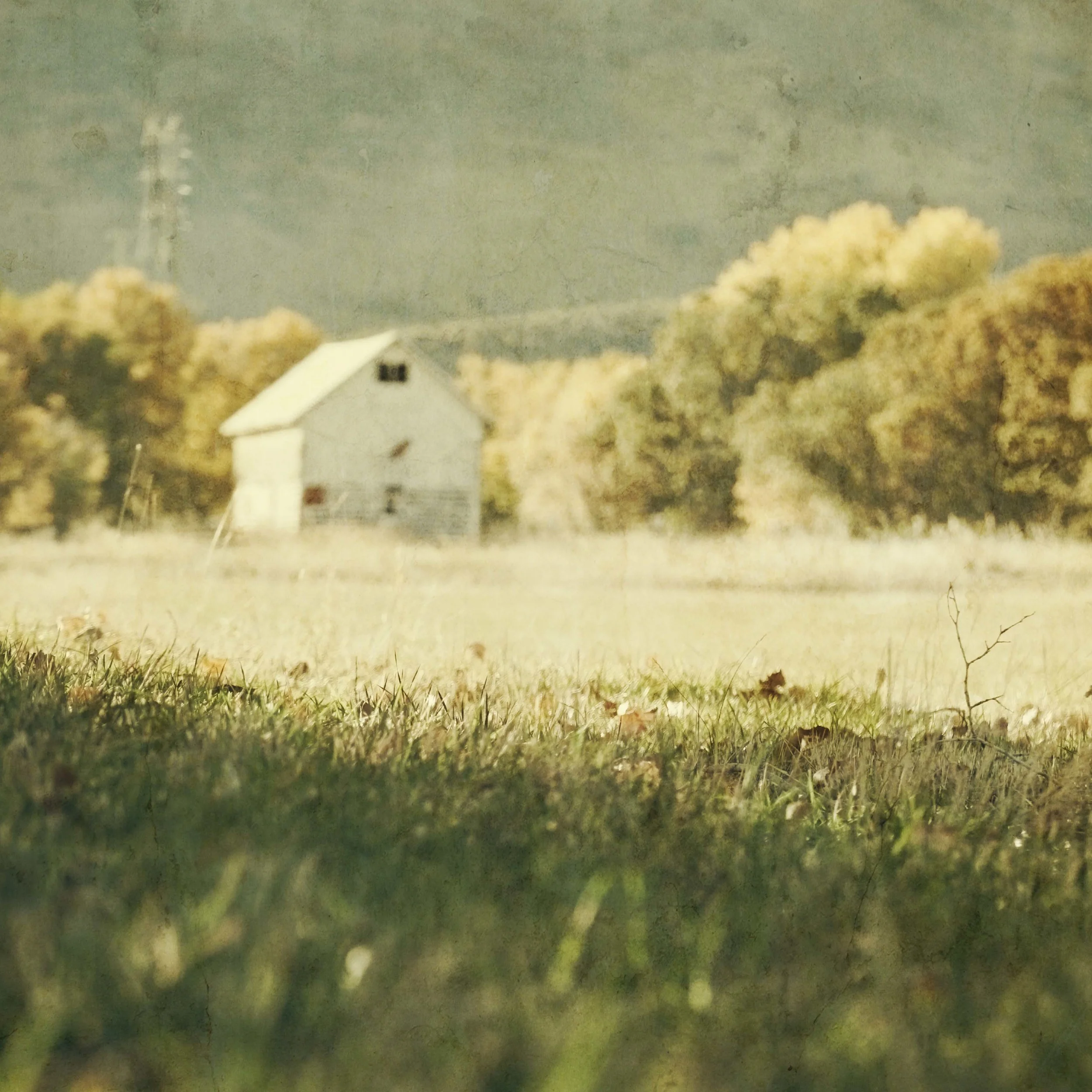 field dreaming_1.JPG