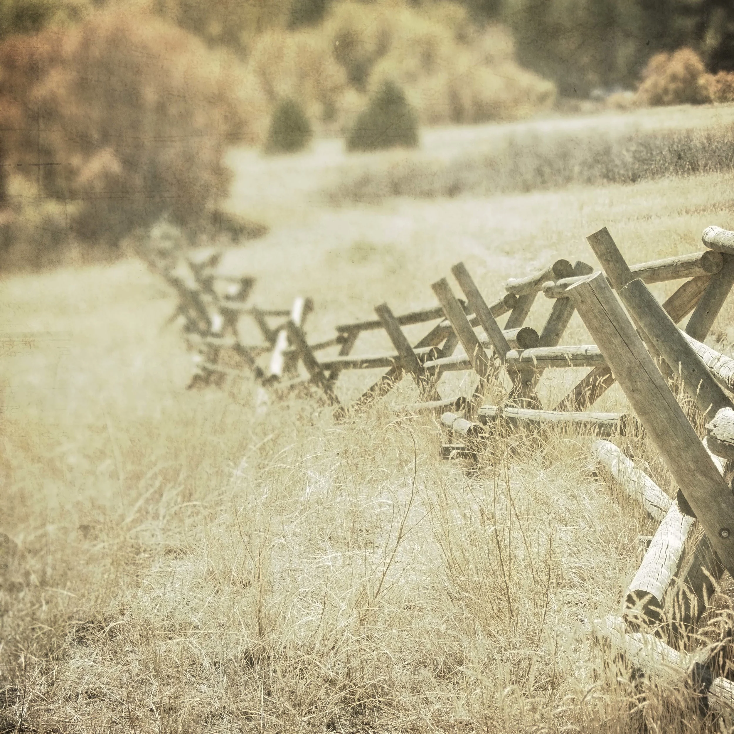 rambling devision_1.JPG