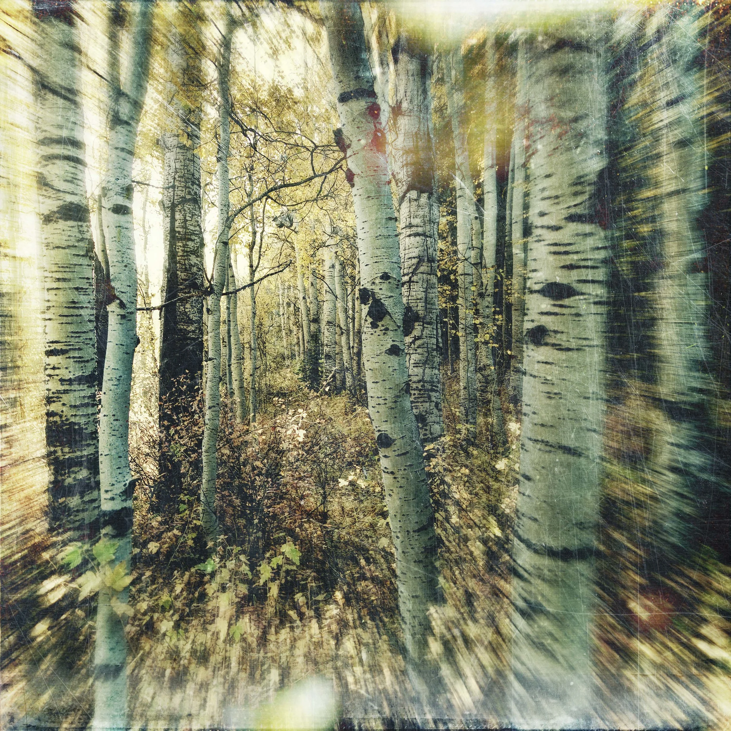 deep in the aspens_1.JPG