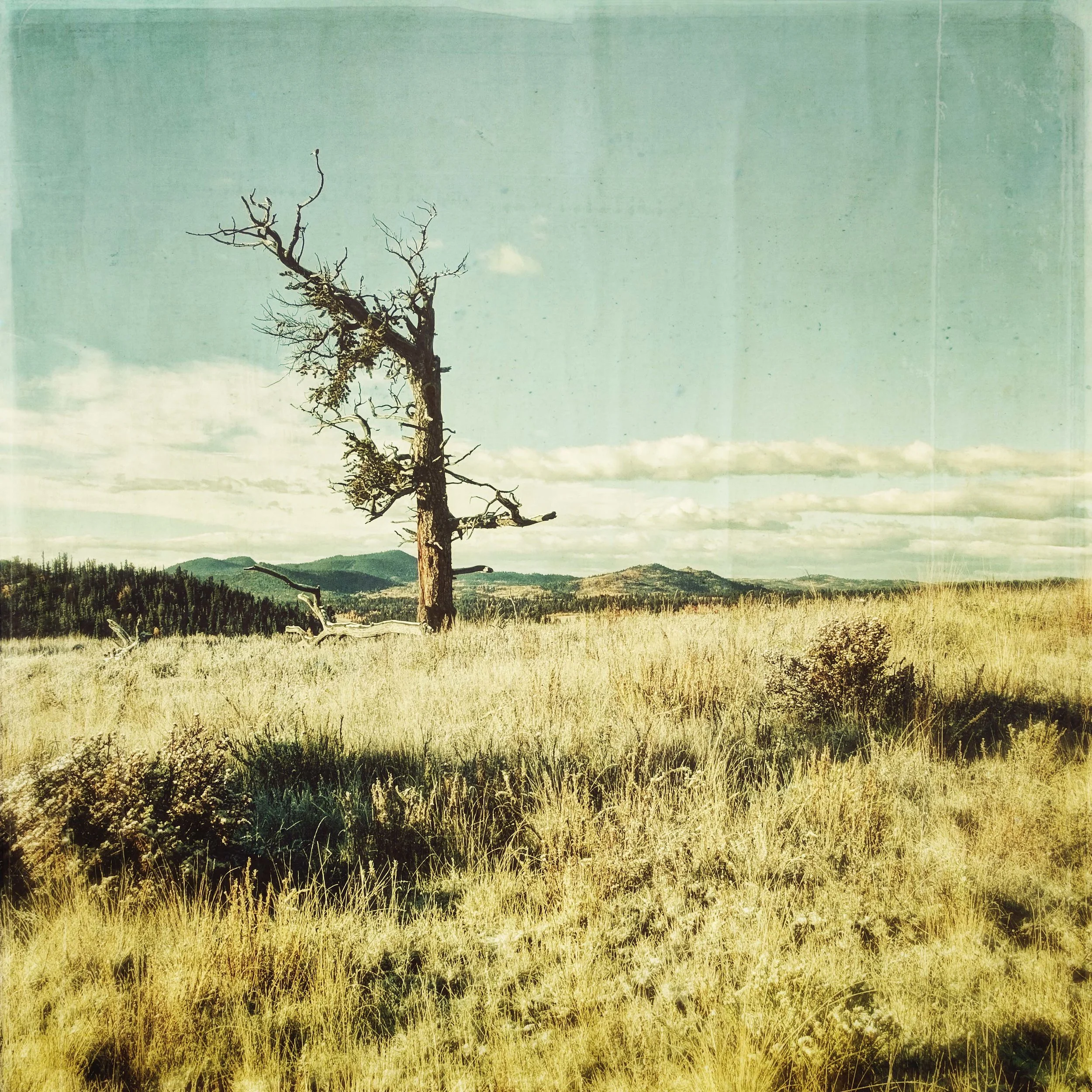 lone tree