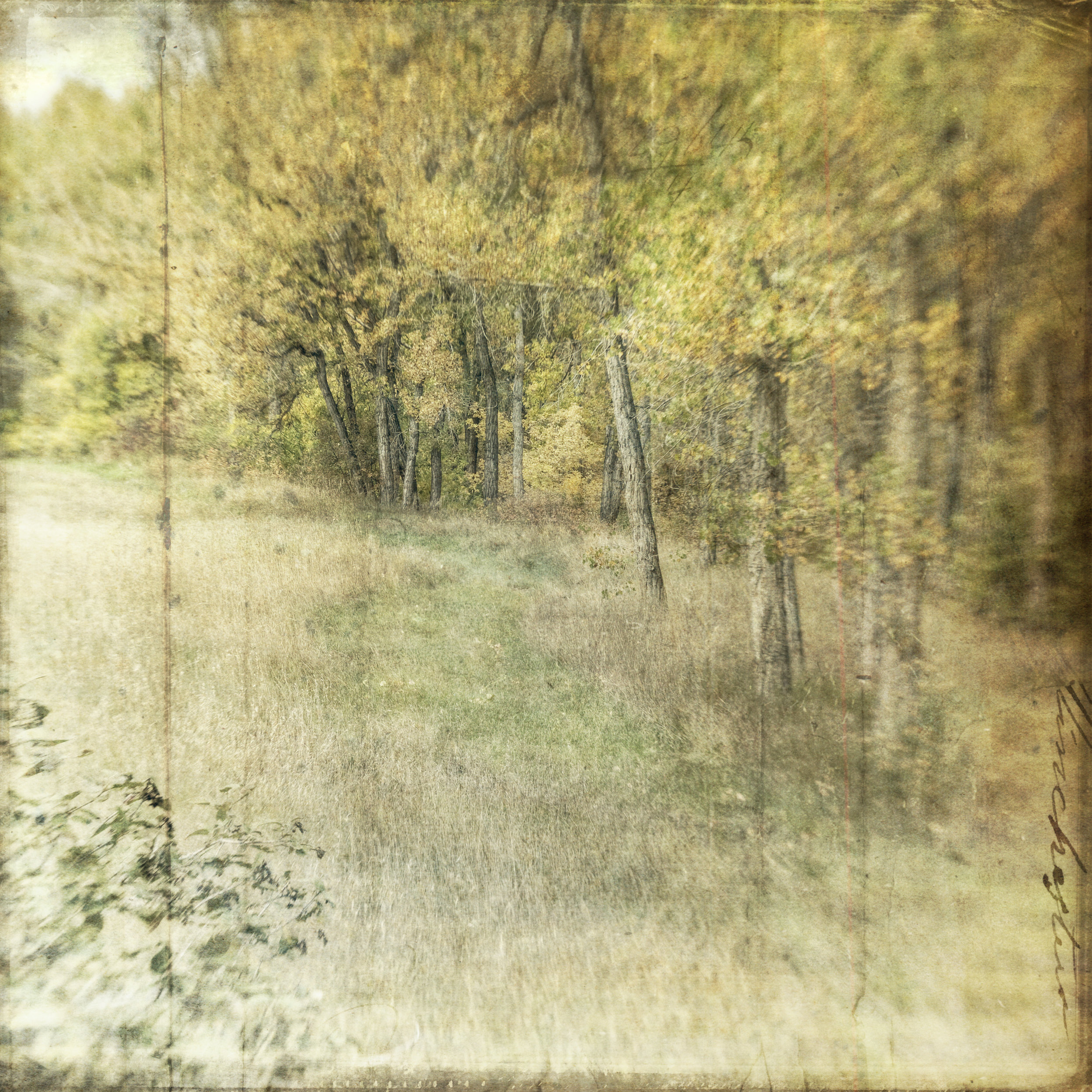 edge of grass and forest.JPG