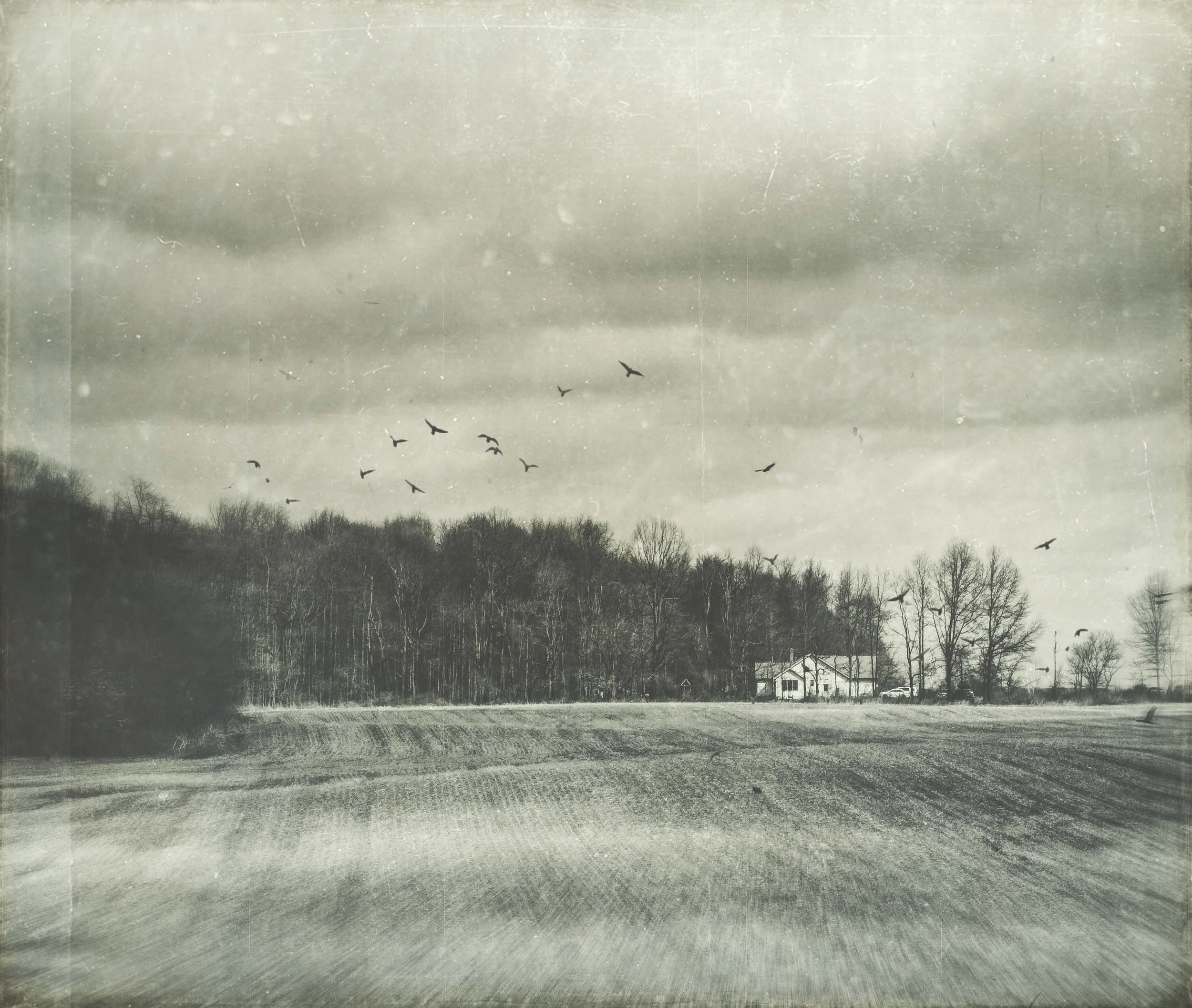 crow calls.JPG