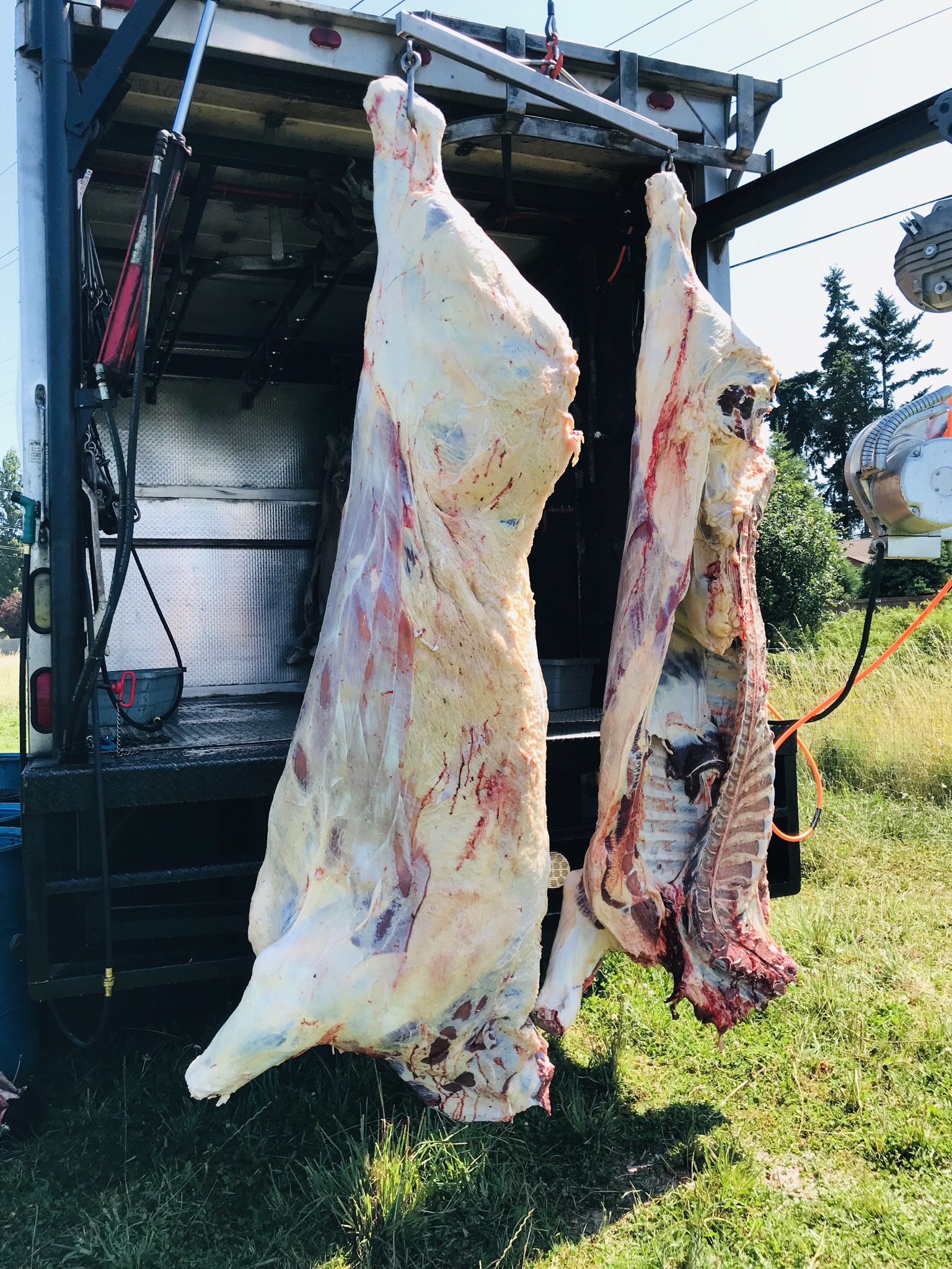 19 month old 100% grassfed steer