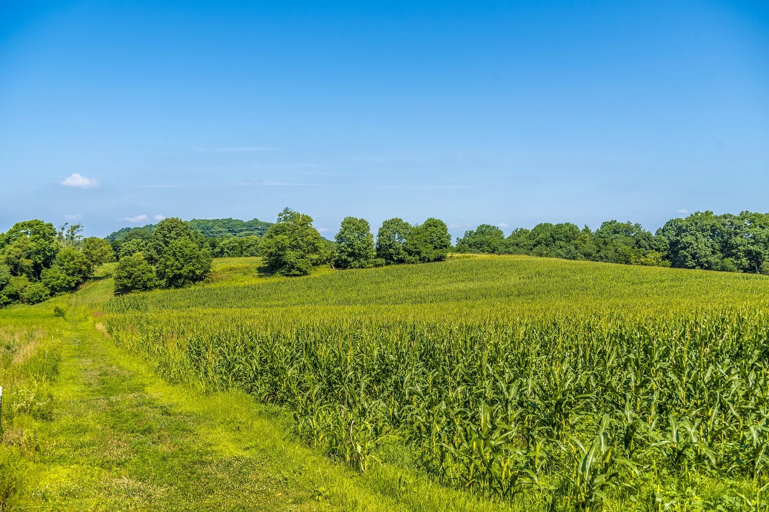 ... between picturesque rolling fields ...