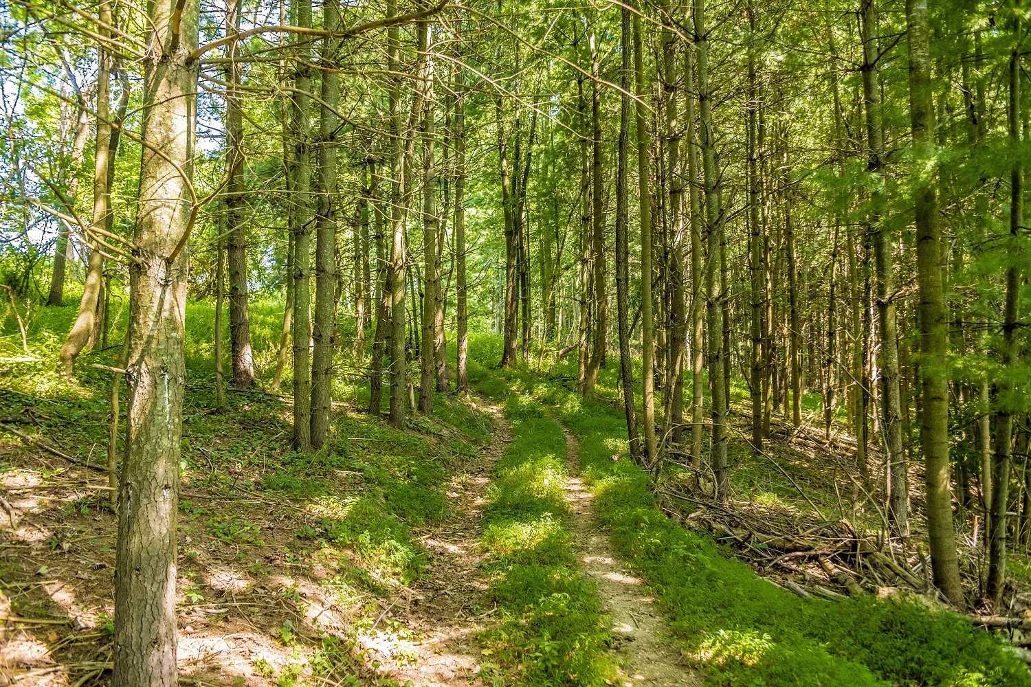 ... through the woods ...