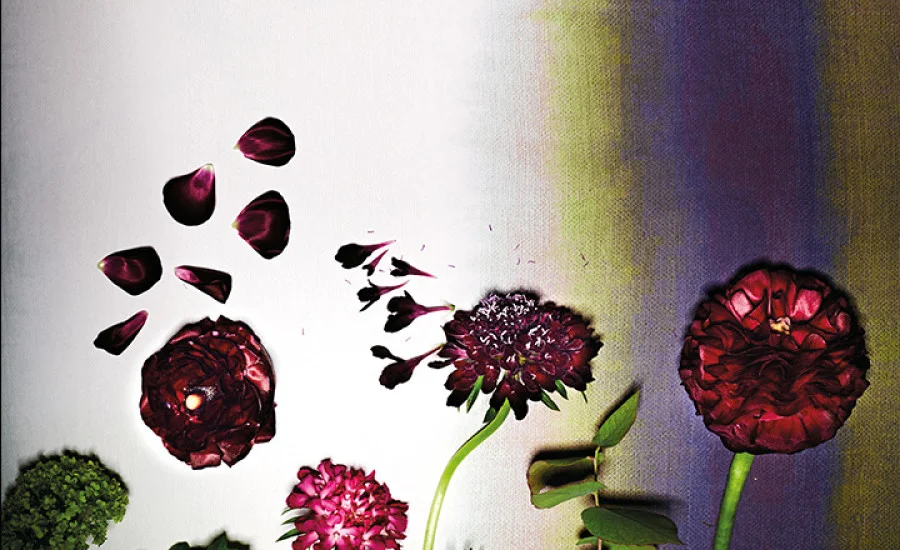 Kansai Black Edition Wallpapers Shades Interiors