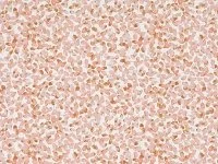 Ada Blush 7935/01 (Copy)