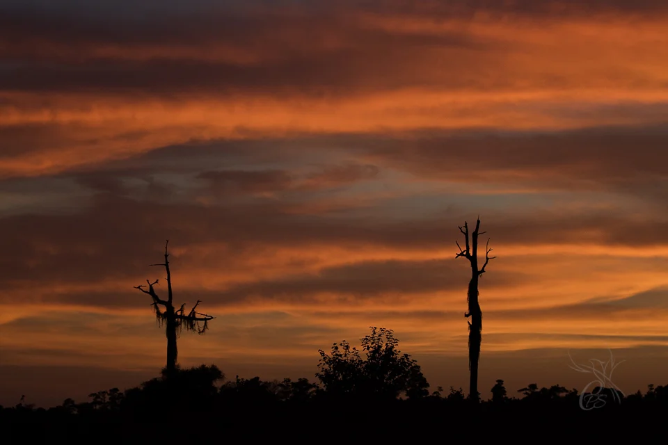 Sunset in the Trees