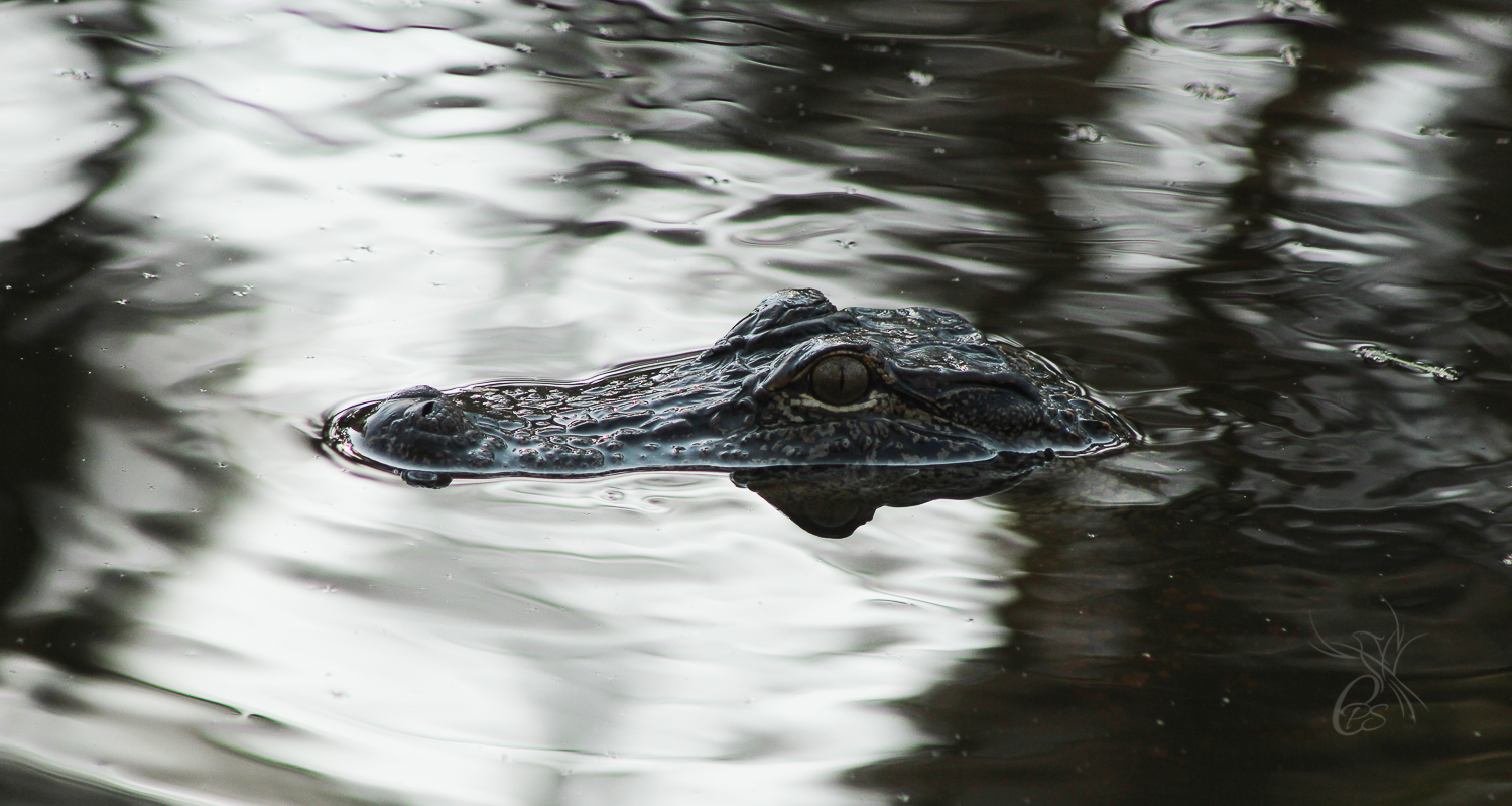 Alligator Stare