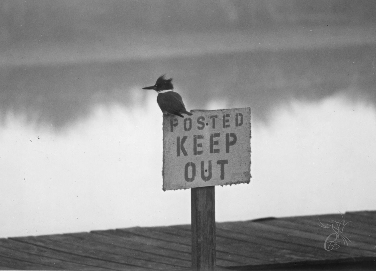"Keep Out" Kingfisher