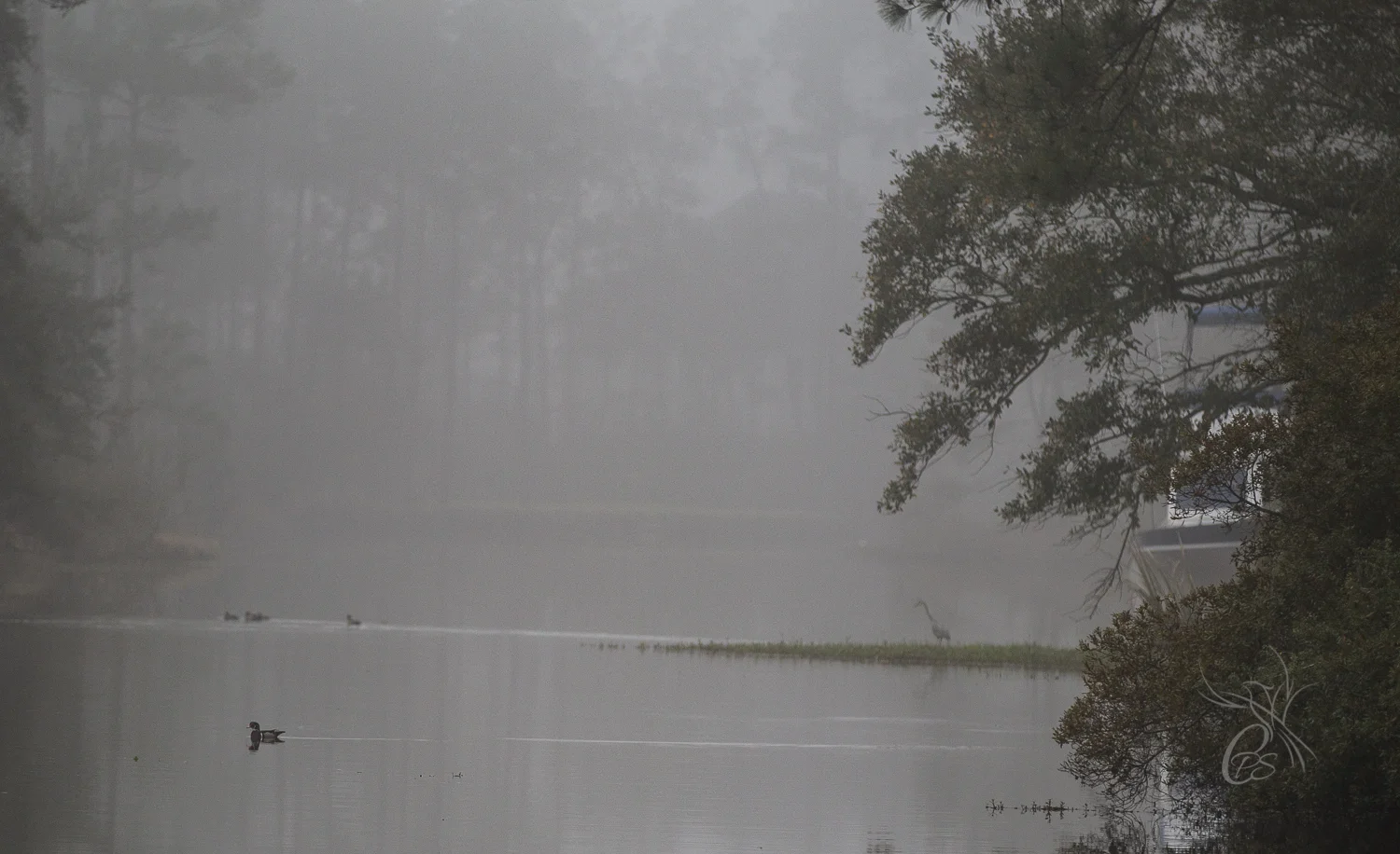 Mallards & Heron in the Fog