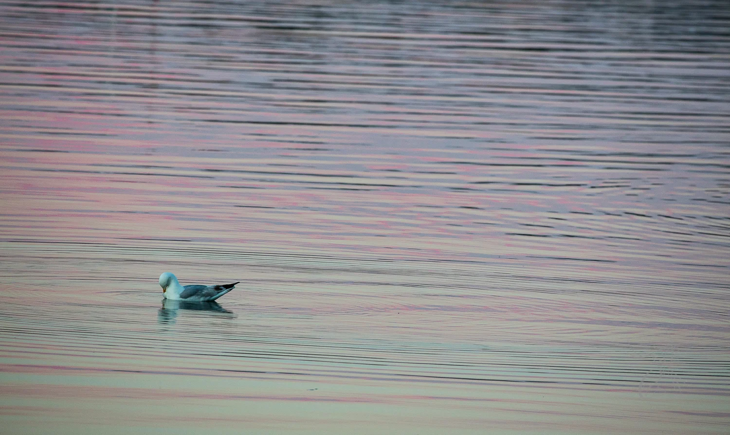 Nova Scotia: Seagull Bow
