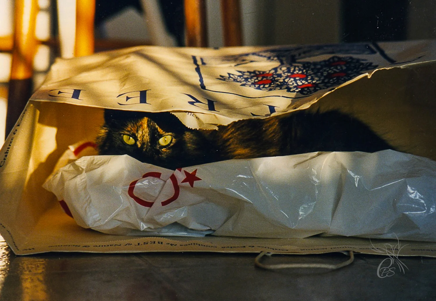 "Bag Cat"