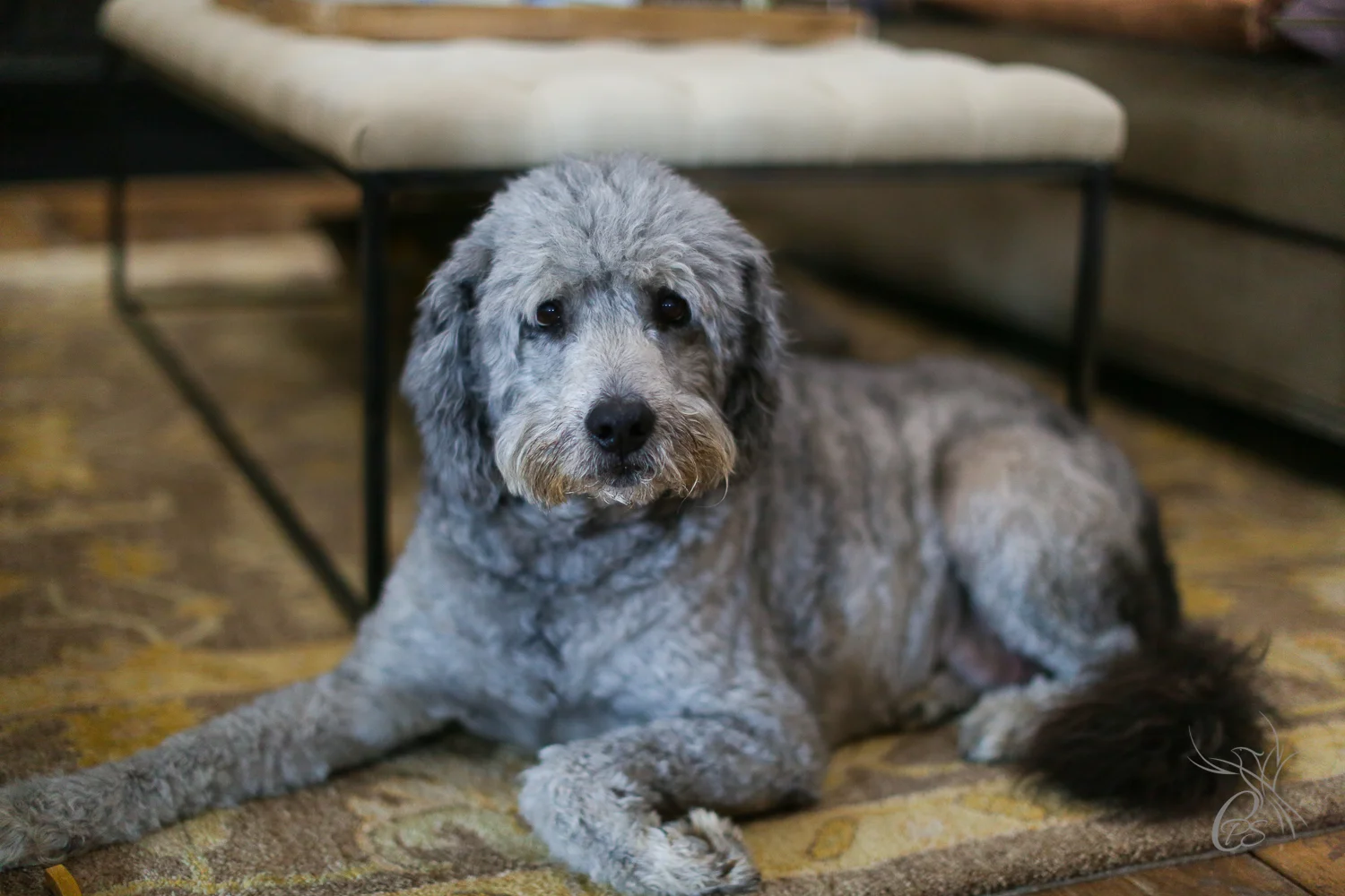 Gentle Gryffin