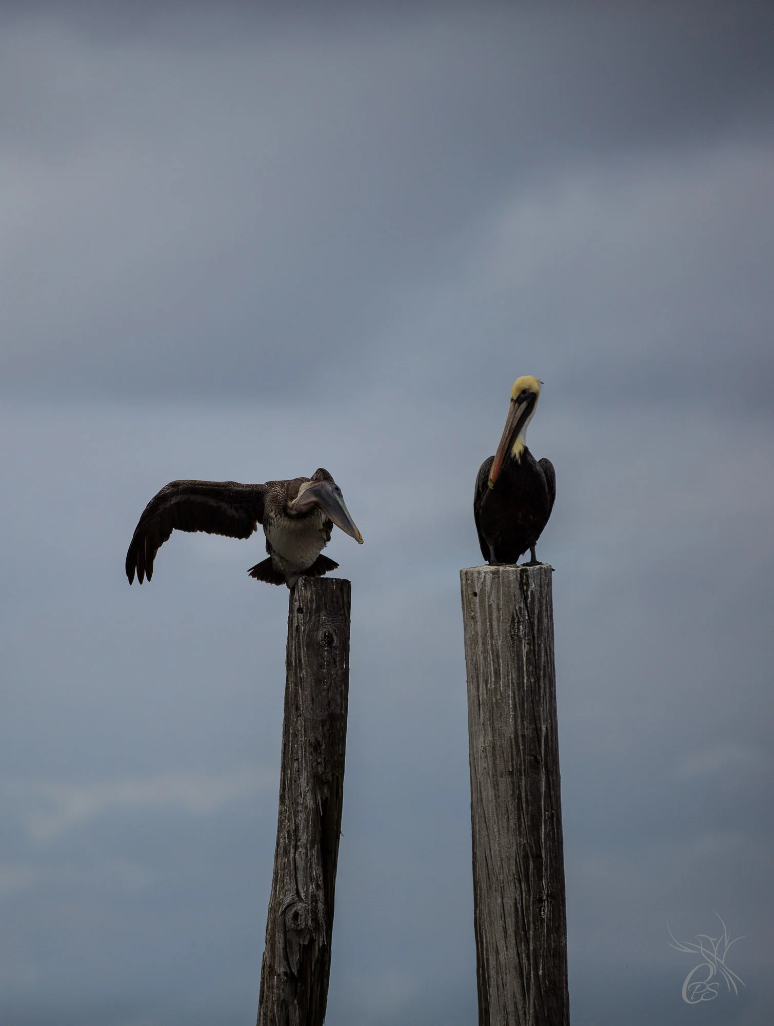 Pelican Scratching