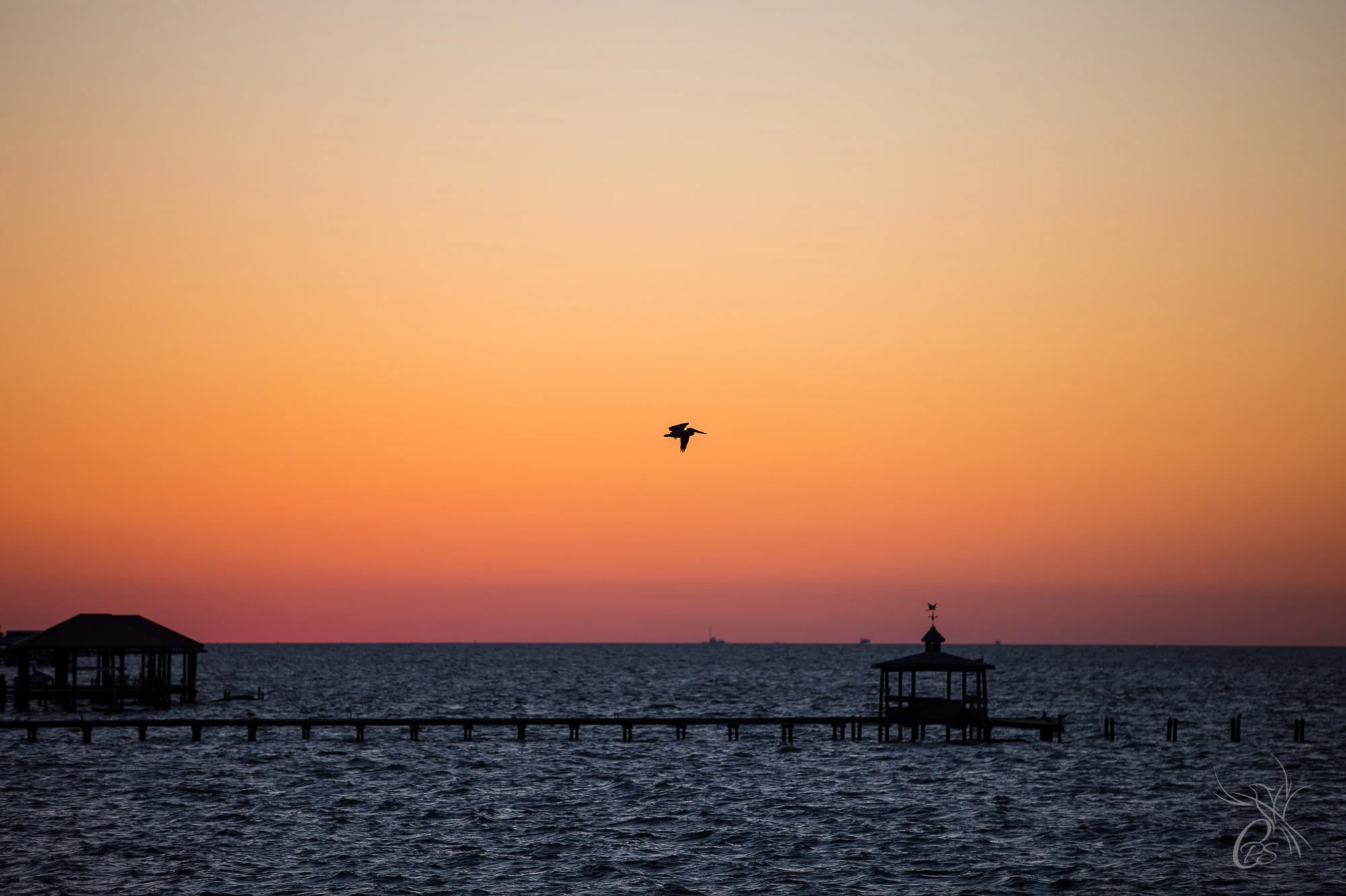 Sole Pelican at Sunset