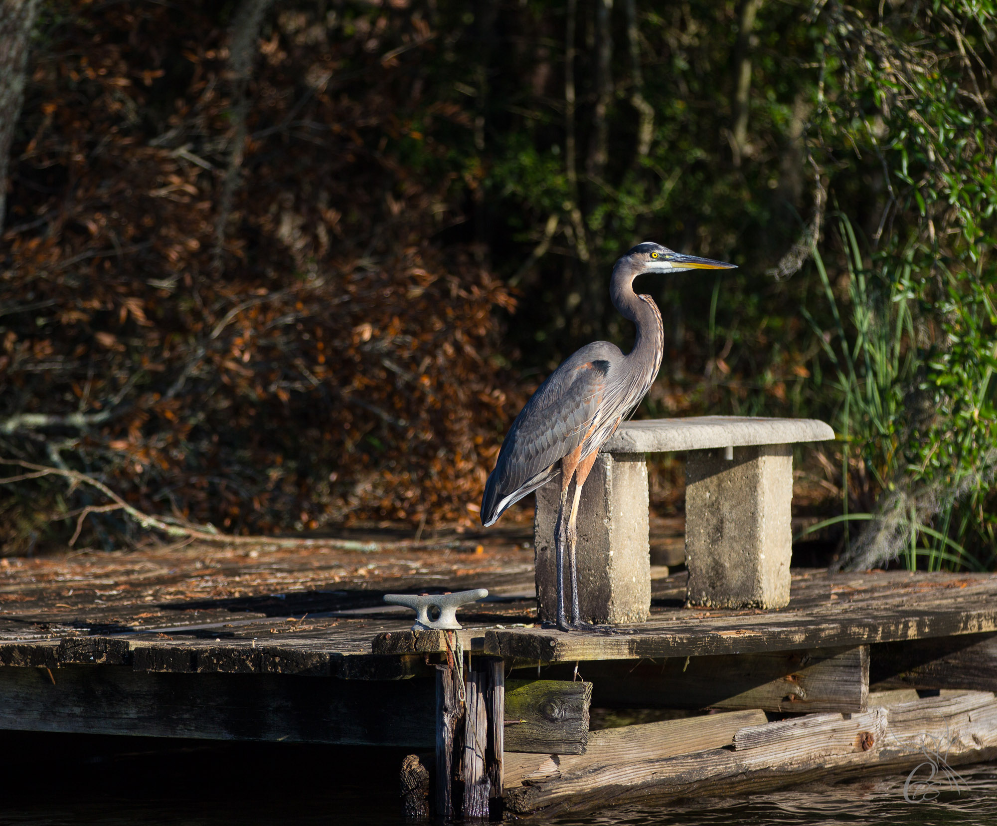 Great Blue Heron by Bench