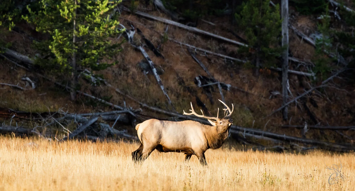 Elk Trumpeting