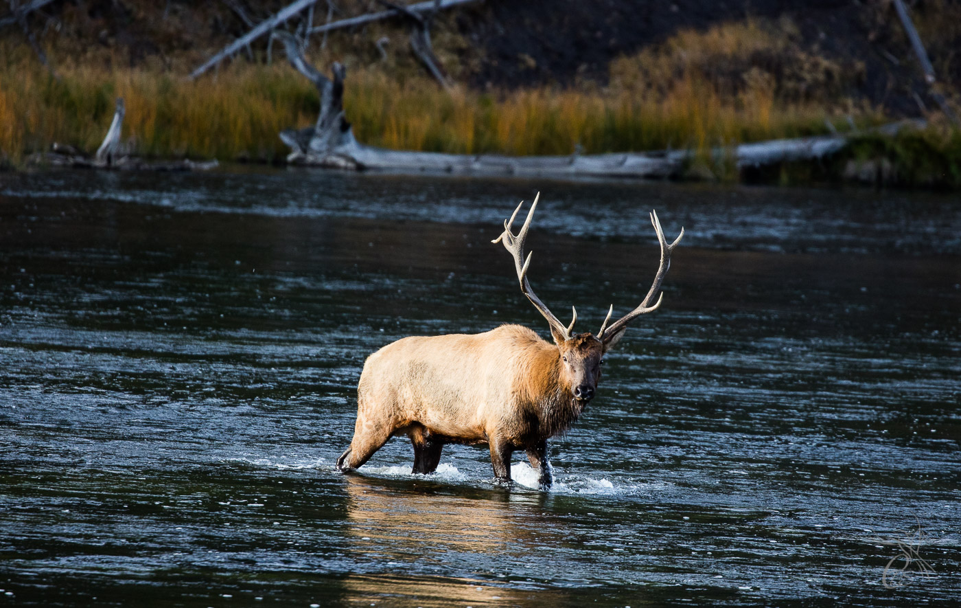 Elk Crossing