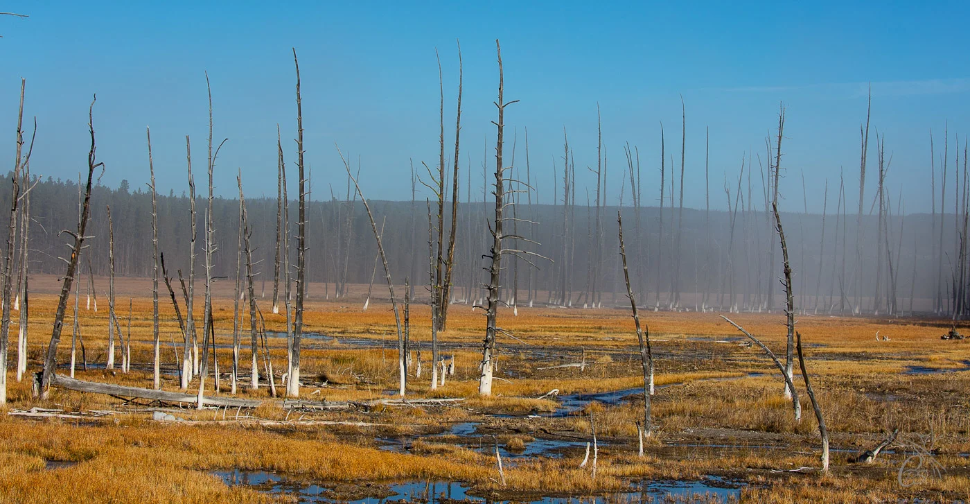 Yellowstone: Dead Trees