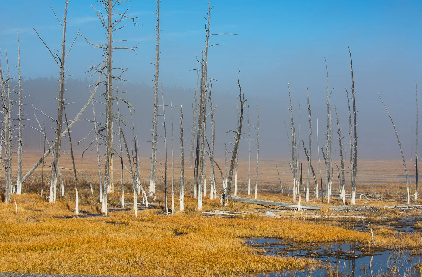 Yellowstone: Dead Trees2