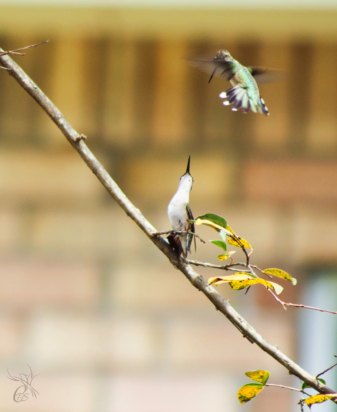 Hummingbird Discussion