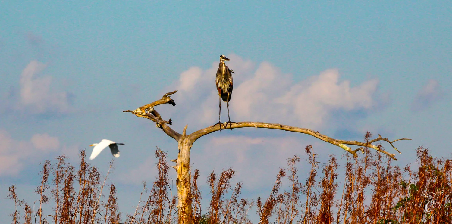 Ruffled Feathers