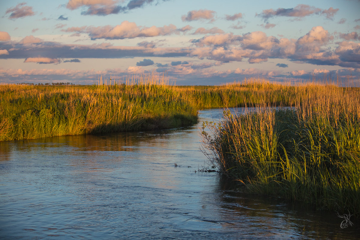 Bayou Reeds in Sunset