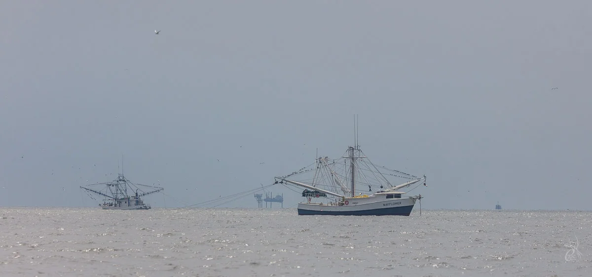Shrimpers in the foreground; oil wells in the background. It is still south Louisiana, with scars from the Deepwater Horizon blowout and even a memorial on the island. Grand Isle, LA
