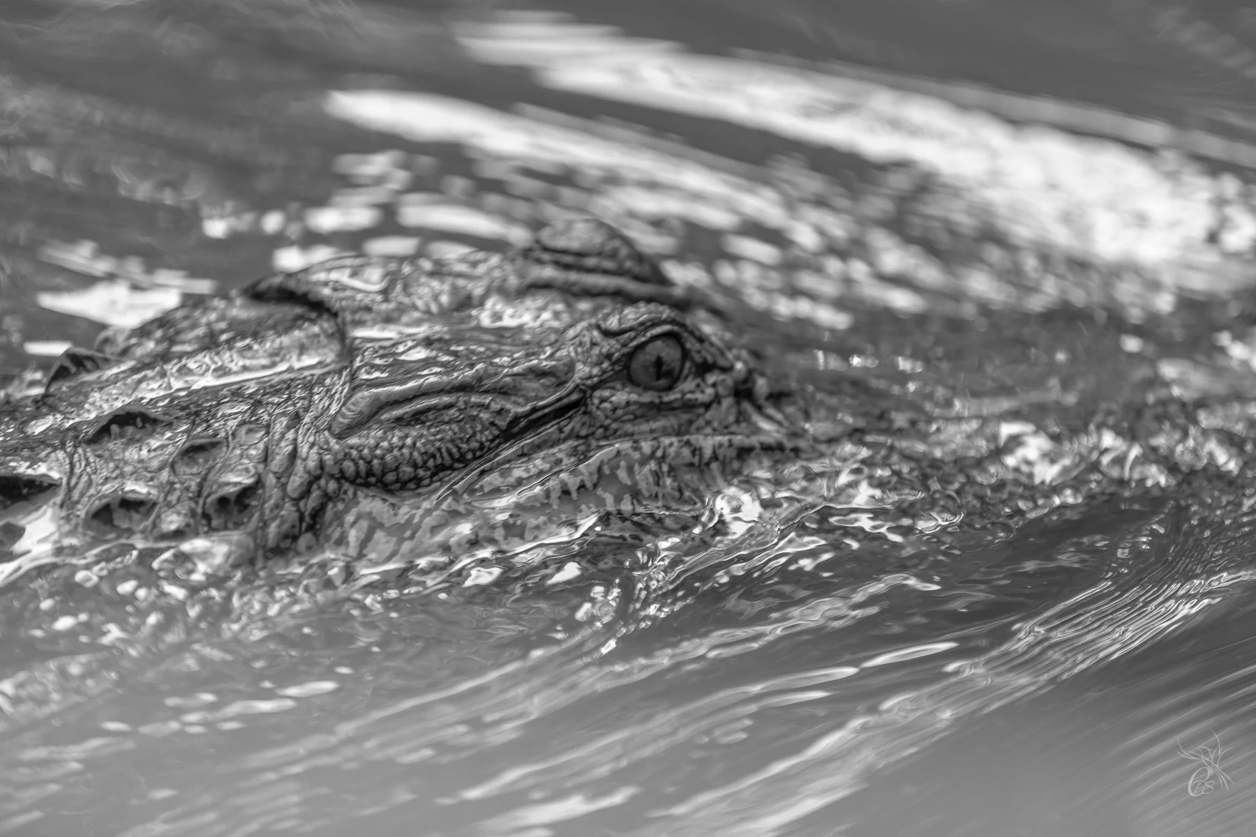 Gator Eyes