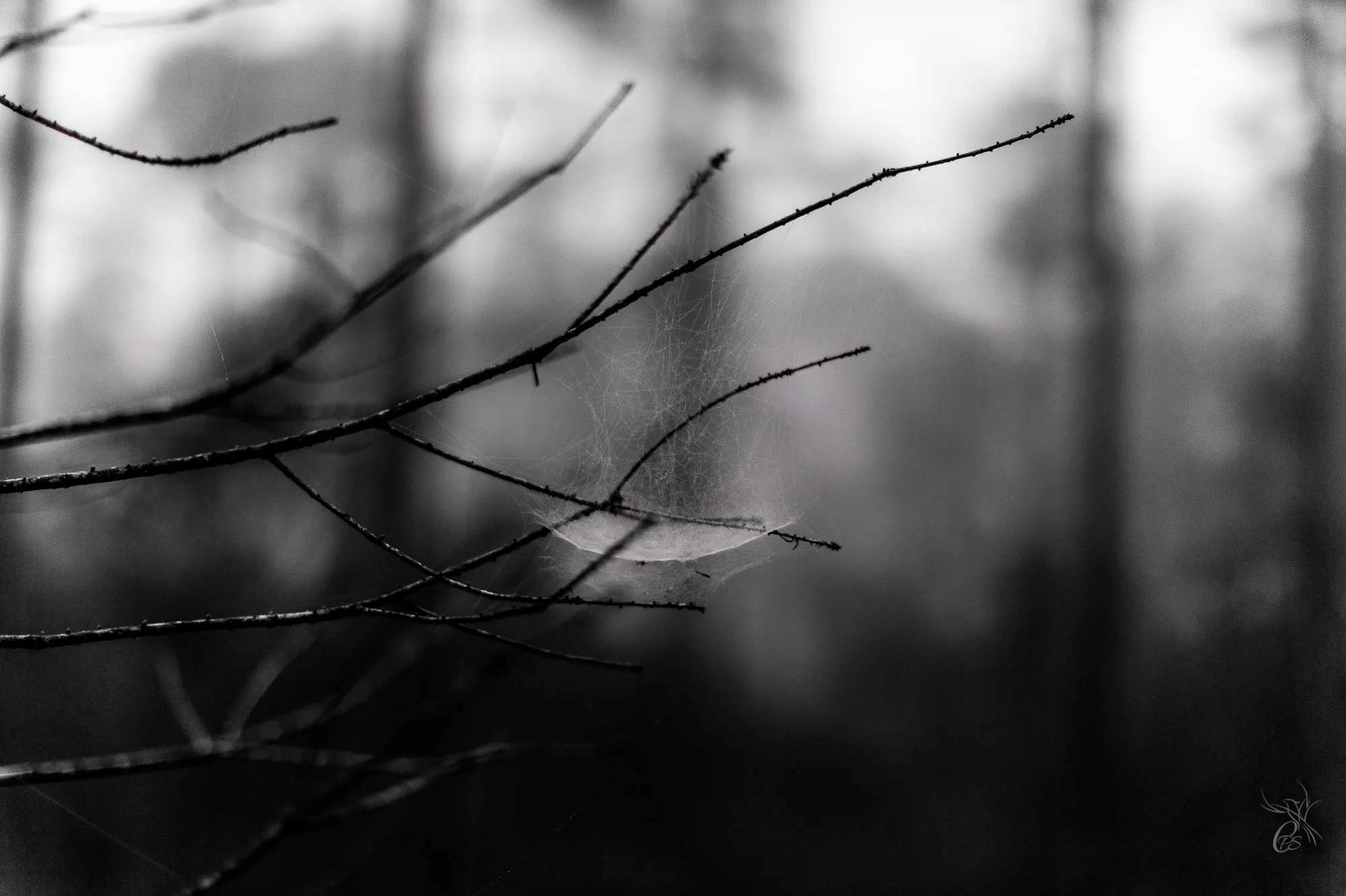 Bowl Shaped Web in Fog