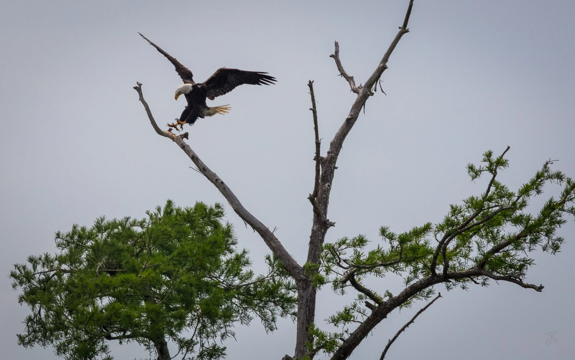 Bald Eagle Landing
